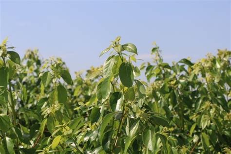 樟樹種植|樟科盆栽植物的種植及栽培小竅門 還你後院陽台那片。